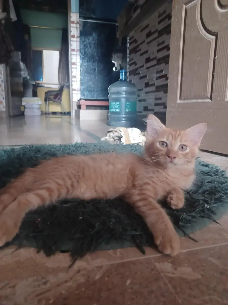 2 Brown persion female kitten's available for sale in reasonable price — photo 12