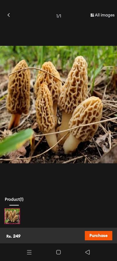morel mushroom