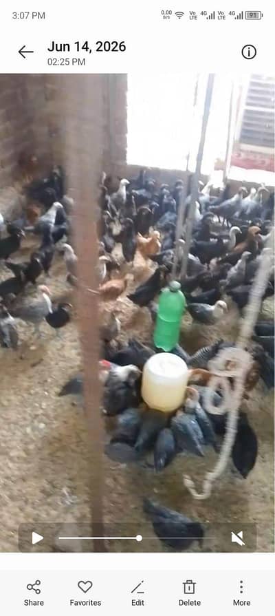 golden misri austrolarp Egyptian fayoumi chick hen