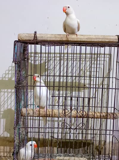 Self Hand tame White Ringneck Chicks
