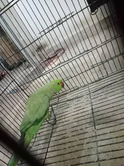 ringneck