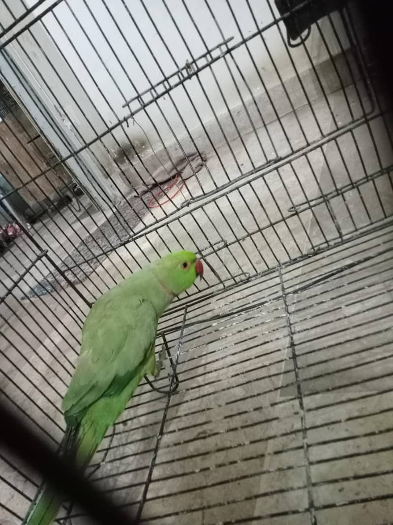 ringneck 0