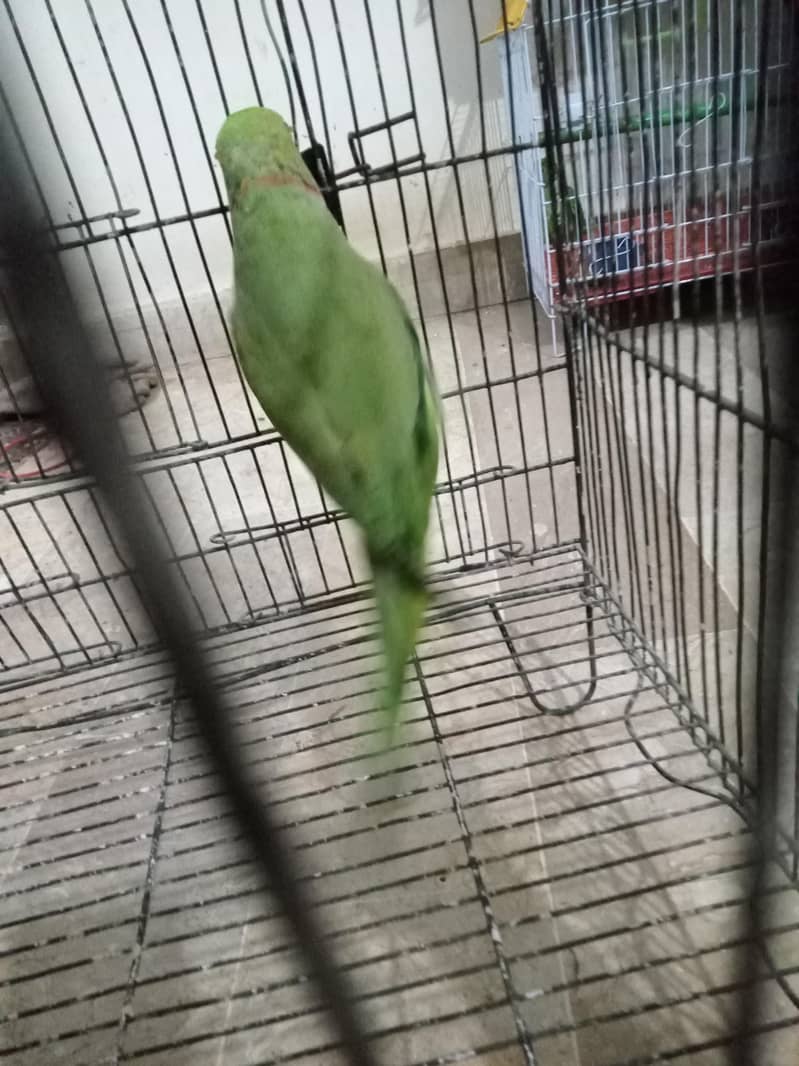 ringneck 1