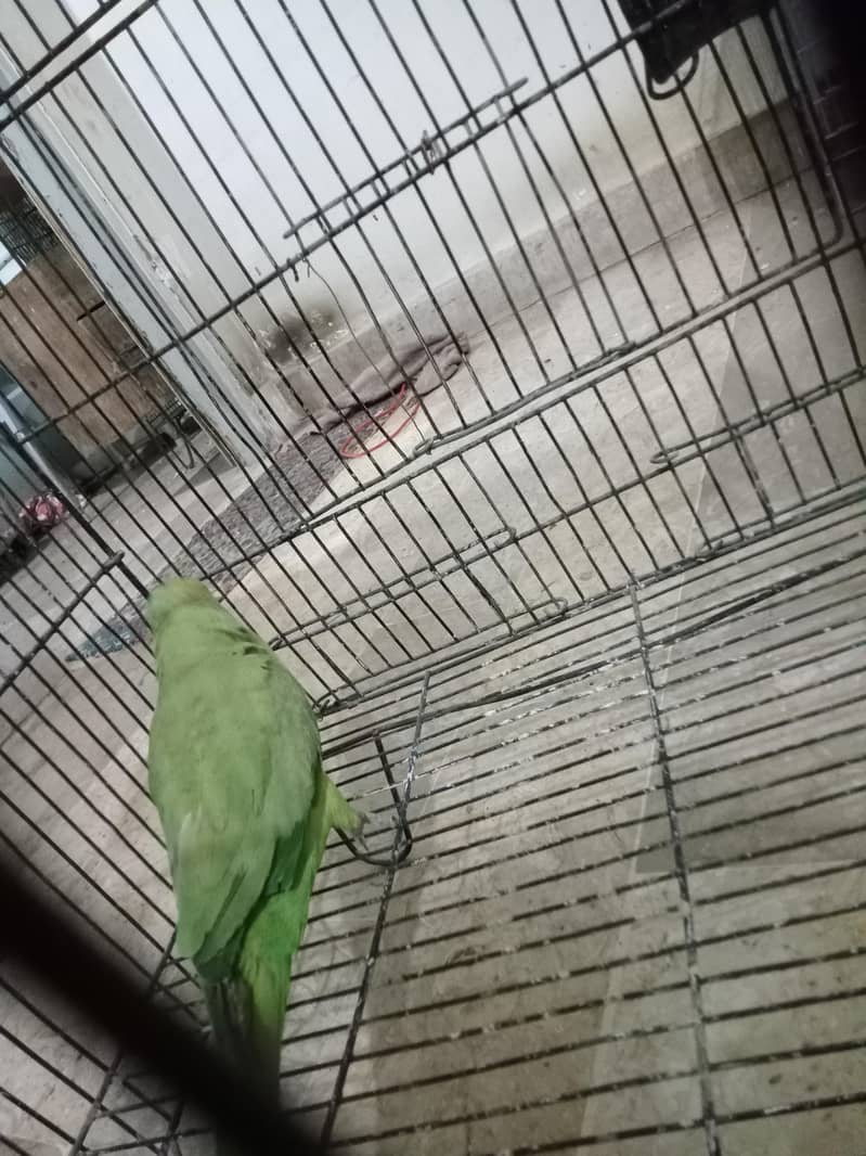 ringneck 2