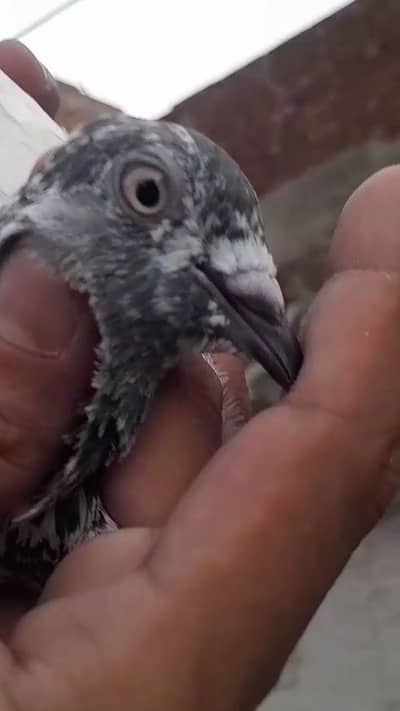 High Flayer Female for sale