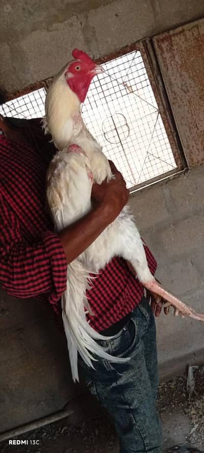 high quality Heera pair 03711036880