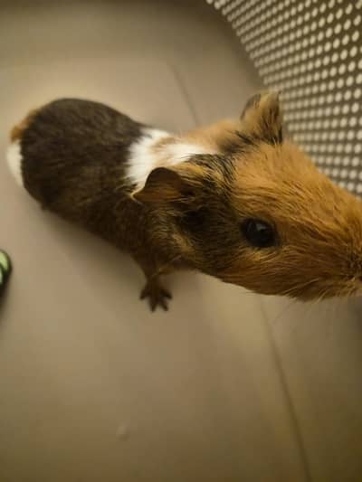 Guniea pig
