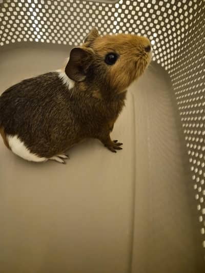 Guniea pig