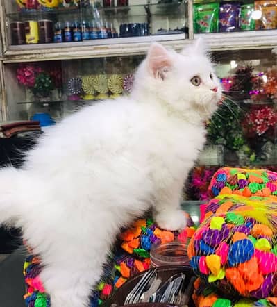 Persian kitten cat | cash on delivery | punch face