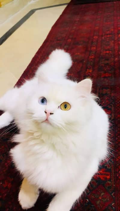 Breeder female and Kittens