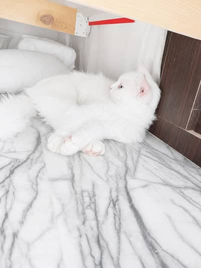 beautiful cats for loving person