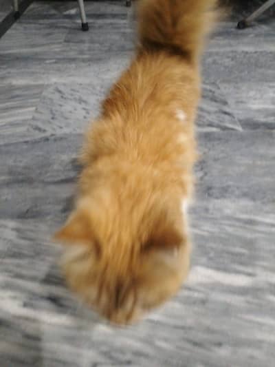 Cat for sale