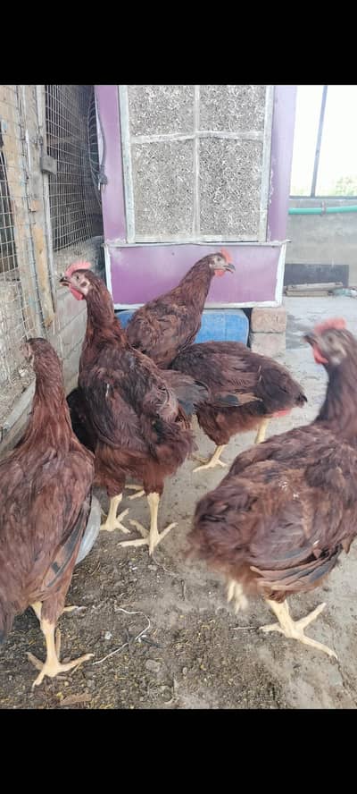 road island red / rir heritage/ Australorp heritage/ black Australorp