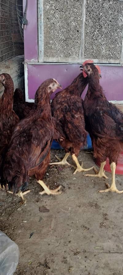 road island red / rir heritage/ Australorp heritage/ black Australorp