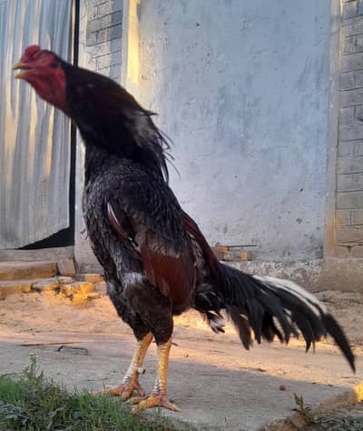 Aseel madi,breeder,chiks,heera,lakha saleta,paper white