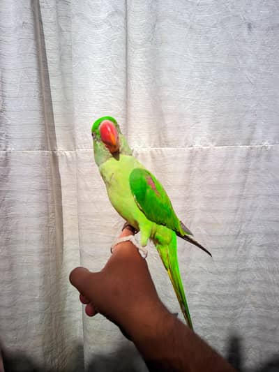 Raw Parrot Male