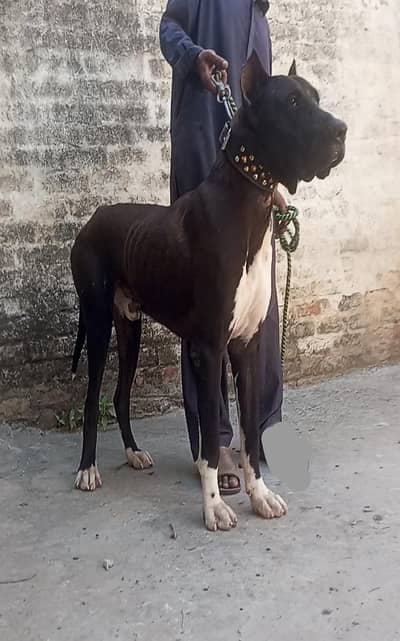 Pakistani bully patha
