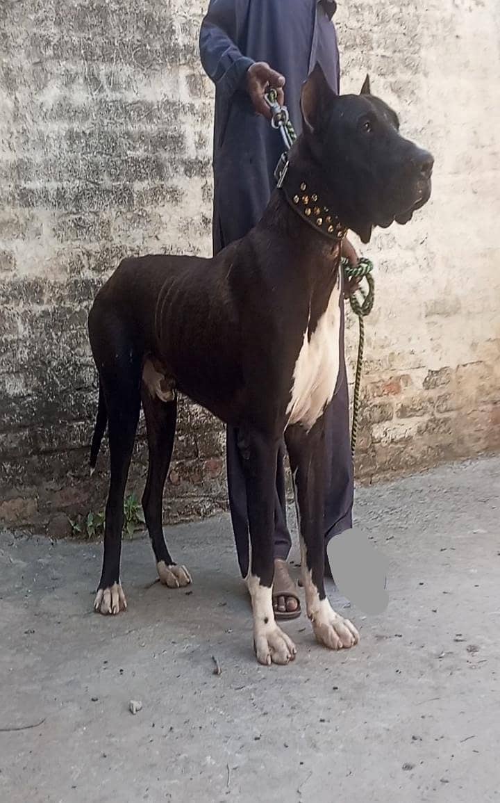 Pakistani bully patha 0