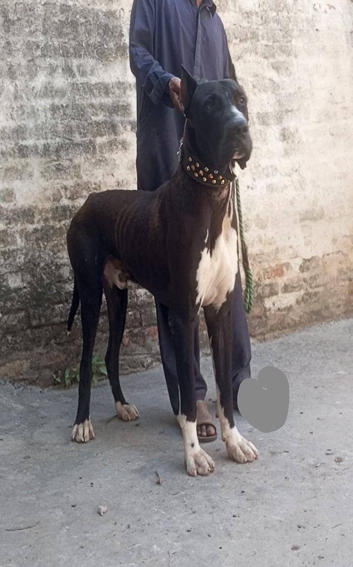Pakistani bully patha 1