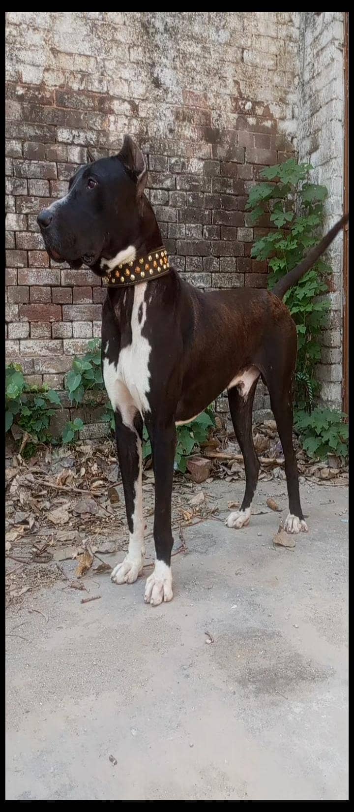 Pakistani bully patha 2