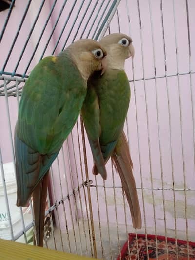 Blue Pineapple conure