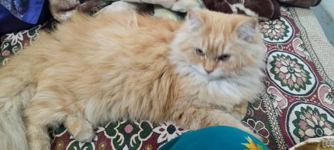 Cash on delivery Persian cat & kitten cat available healthy
