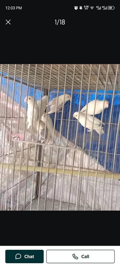 Love birds
