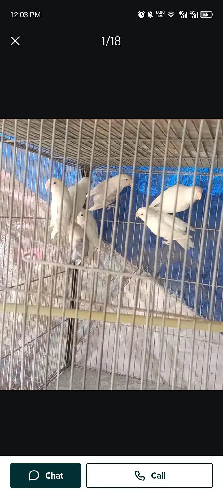 Love birds