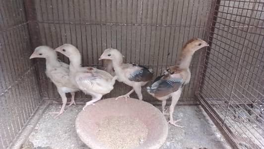 5 Aseel Chicks