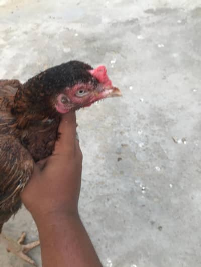 Aseel miawaili Madi for sale
