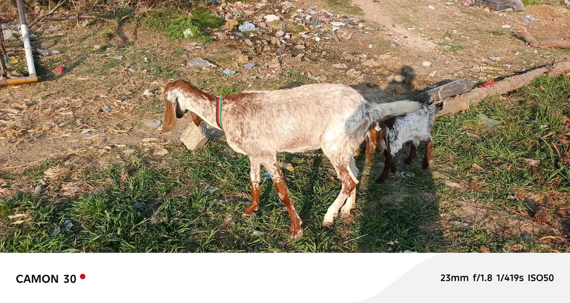 only Makhi Cheni Got hi 03191828312 what's app — photo 2