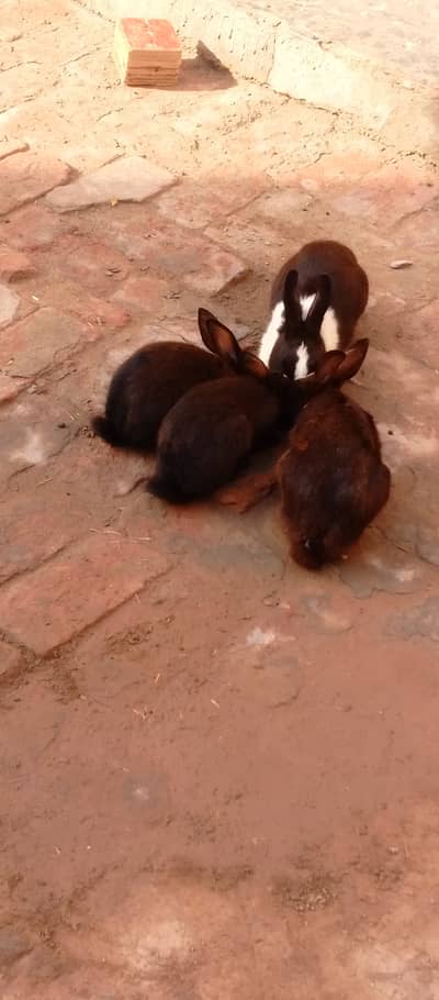 Kashmiri rabbits for sale