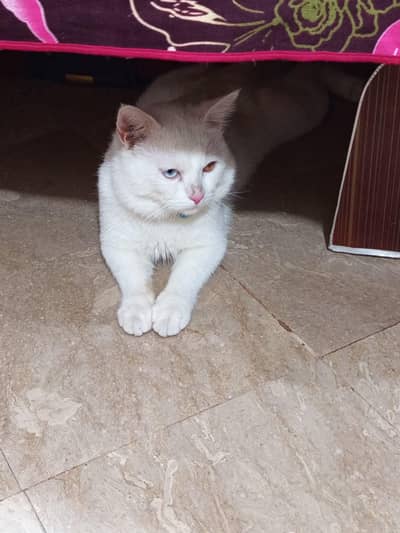 White Beautiful Male Cat