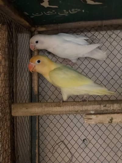 active birds available