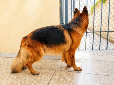 German shepherd Female 03134111831