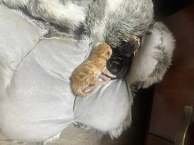 Cat with two kittens
