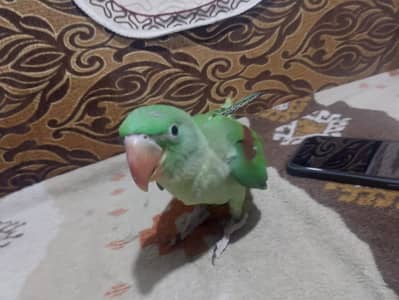 Raw perrot