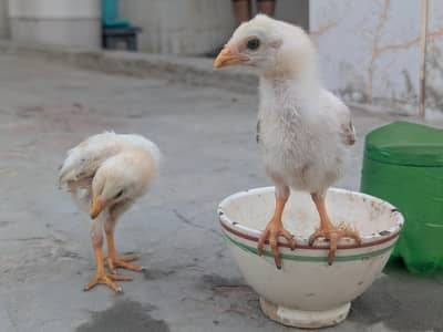 aseel chicks buht naski ha