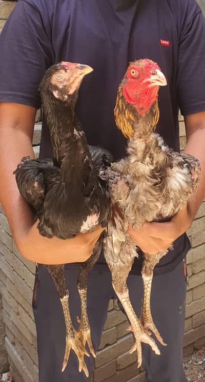 pure Thai aseel pair full healthy and active  saleta colour 26000
