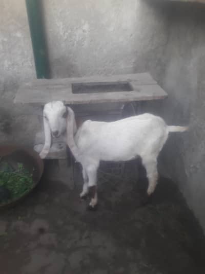 Rajanpuri Ablack High Quality Breeder bacha WhatsApp 0349 4630682