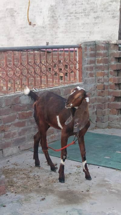 Nagra beetal Female with path