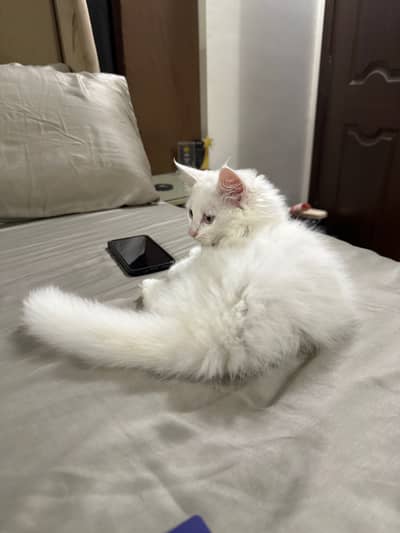 Persian Kitten