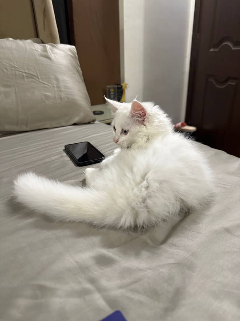 Persian Kitten 0