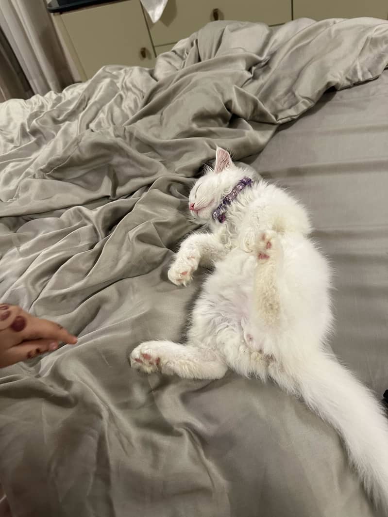 Persian Kitten 1