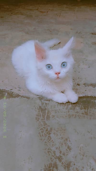 cat sale