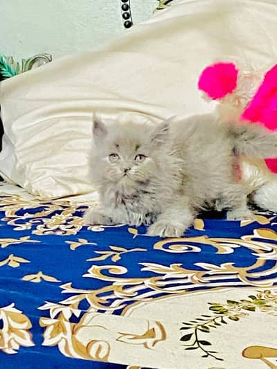 Persian triple coated kitchen cat male and female