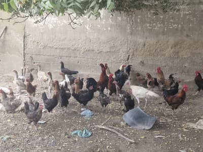 Desi Chickens