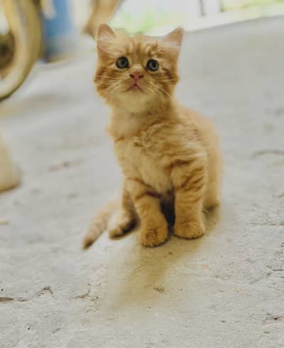 Percian kitten