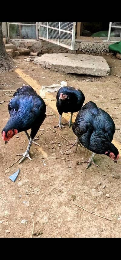 Aseel Black Chicks Top Quality