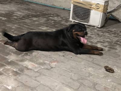 2 Rottweiler breeder Females